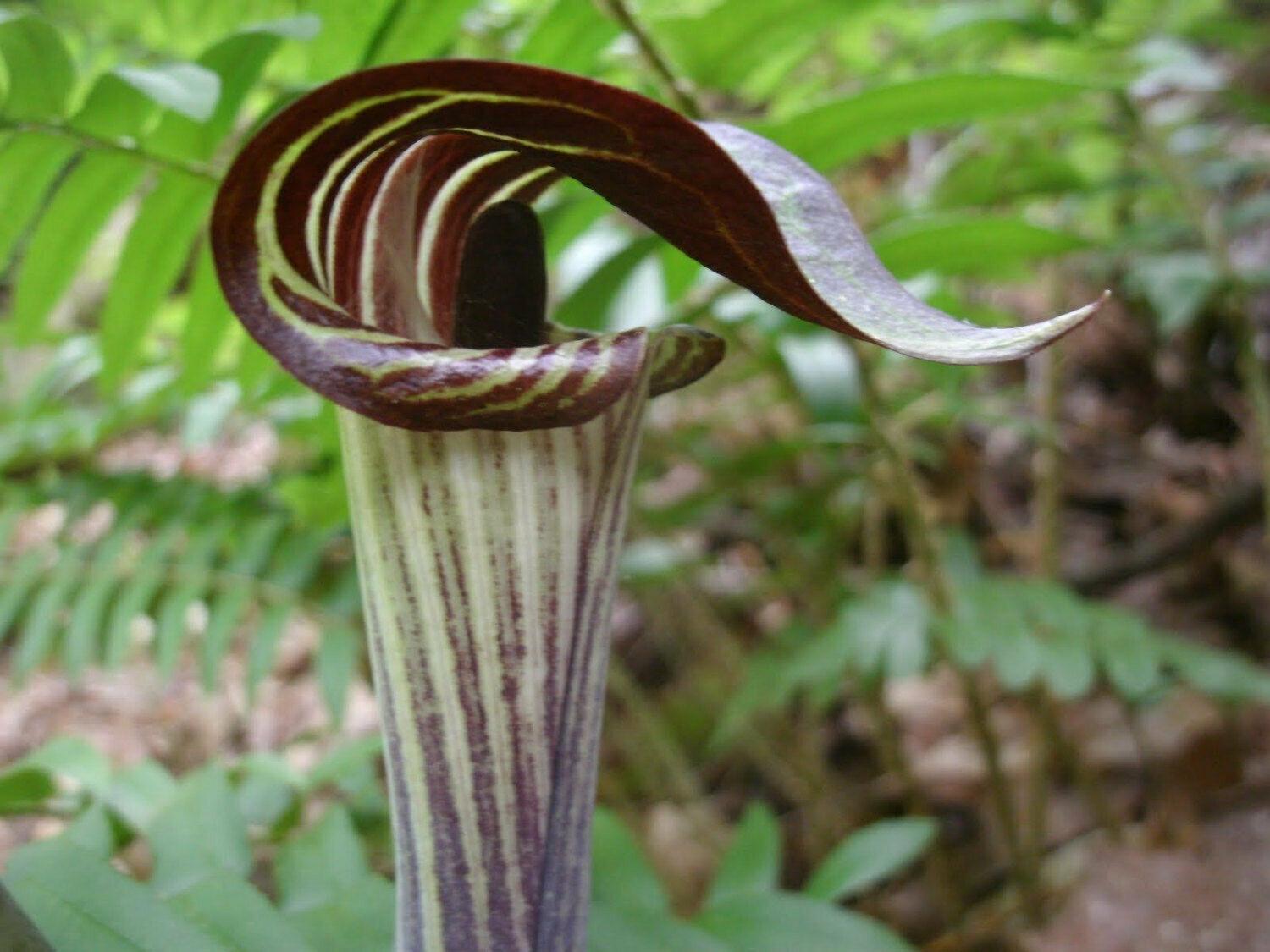 5 Jack-In-The-Pulpit Bulbs - Indian Turnip Herb - Perennial - Arisaema triphyllum - The Nursery Center