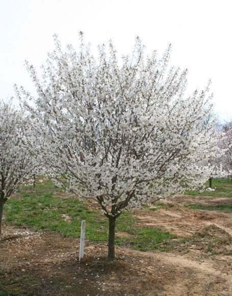 2 Snowgoose Flowering Cherry Trees - 6-14" Tall Live Plants, Potted - 2.5" Pot - The Nursery Center