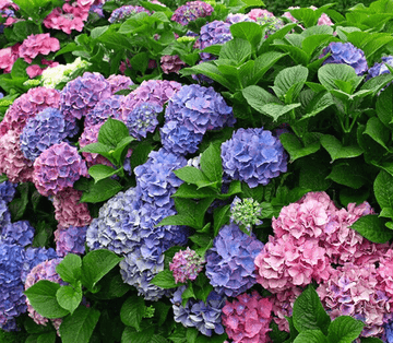 Merritts Supreme Hydrangea Shrub/Bush, 8-12