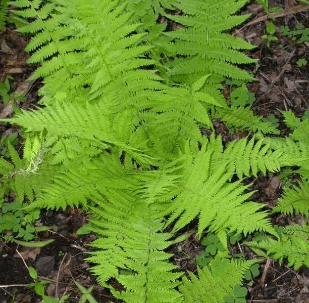 20 Hay Scented Fern Clumps of 10-12 Rhizomes - Dennstaedtia punctilobula - The Nursery Center