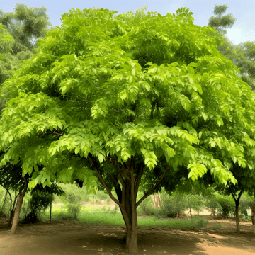 Indian Curry Leaf Tree - 4-8" Tall Starter Live Plant - 4" Pot - Murraya koenigii - The Nursery Center