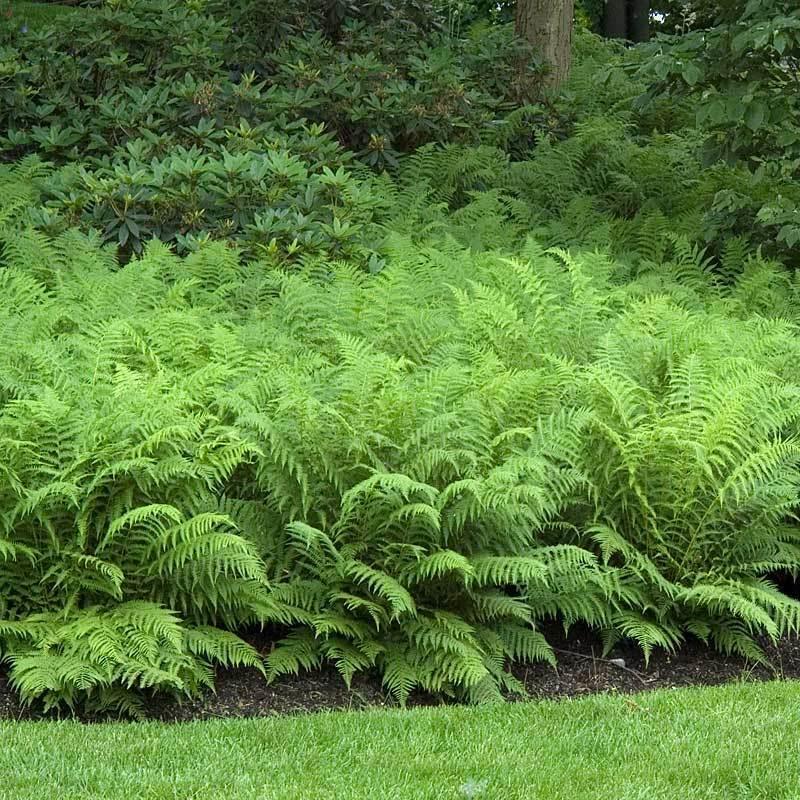 20 Tennessee Ostrich/Glade Fern Rhizomes/Roots - Matteuccia struthiopteris - The Nursery Center