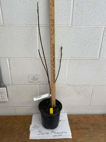 Jane Magnolia Shrub/Tree - 12-18" Tall Seedling - Live Plant - Gallon Pot - The Nursery Center