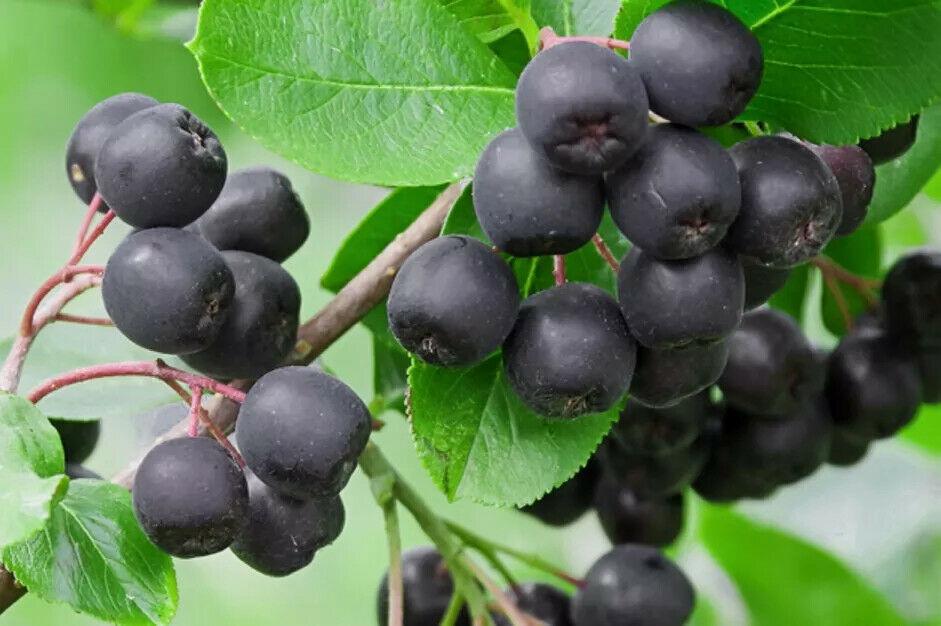 Black Chokeberry Shrub (Aronia Bush) - 18-24" Tall Plant - Aronia melanocarpa - The Nursery Center