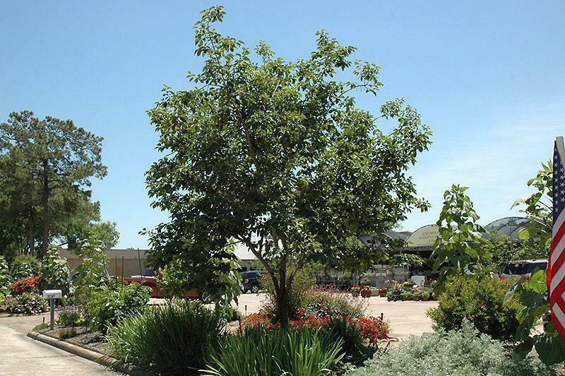 6 American Persimmon Trees, 8-12" Tall Live Bareroot Plants Diospyros virginiana - The Nursery Center