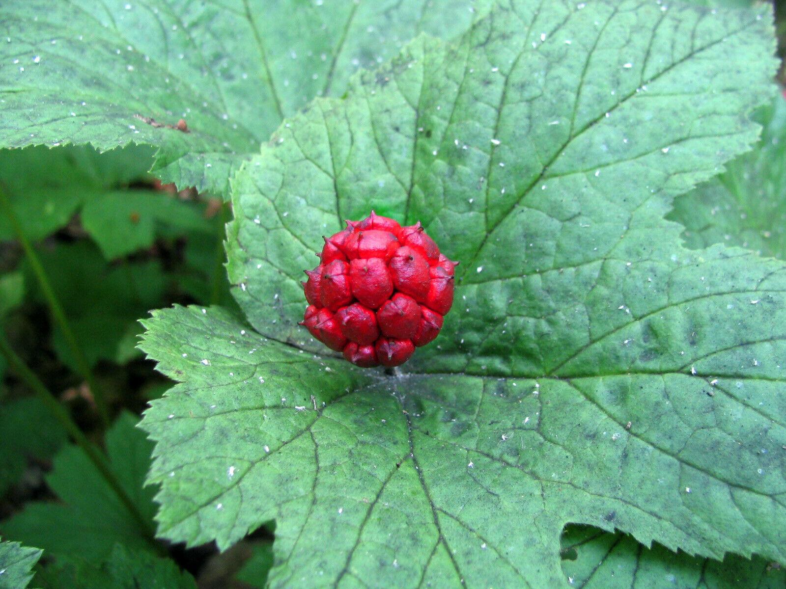 5 Goldenseal Herb Roots - Orangeroot - Yellow Puccoon - Hydrastis canadensis - The Nursery Center