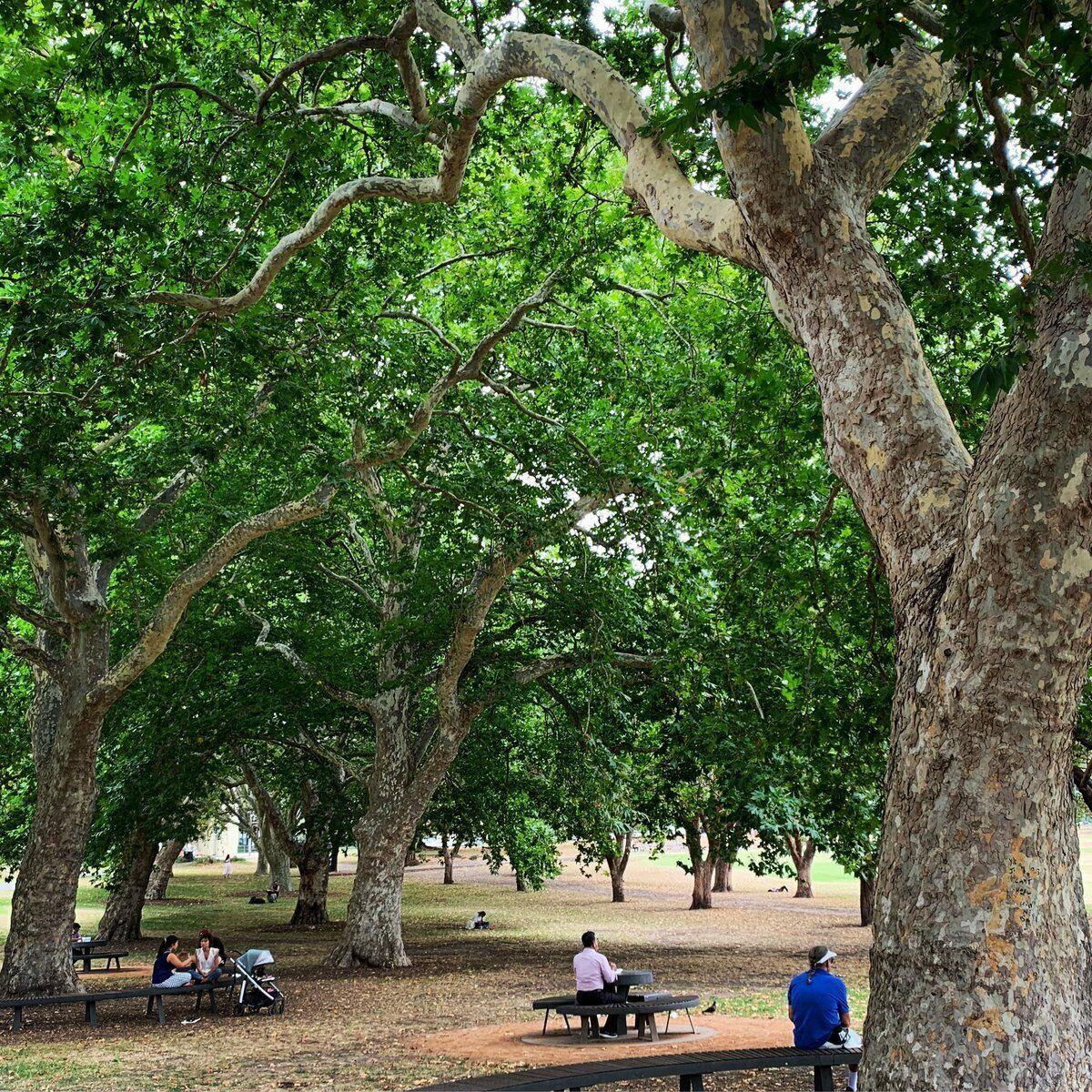 American Sycamore Tree - 36" Tall Seedling - Live Plant - Platanus occidentalis - The Nursery Center