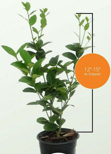 Bearss Lemon Tree/Bush - 12-15" Tall - Live Citrus Plant - 5" Pot
