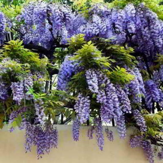 Purple Wisteria Tree/Vine - 6-12 Tall - Live Plant - Bareroot Seedling