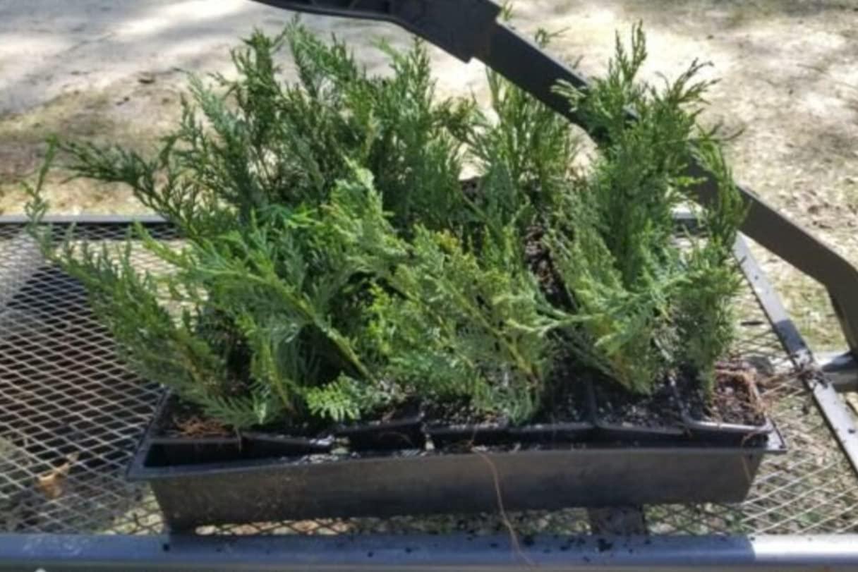 5 Leyland Cypress Trees - 8-14" Tall Seedlings - 2.5" Pots - Live Plants - Ships Potted - The Nursery Center