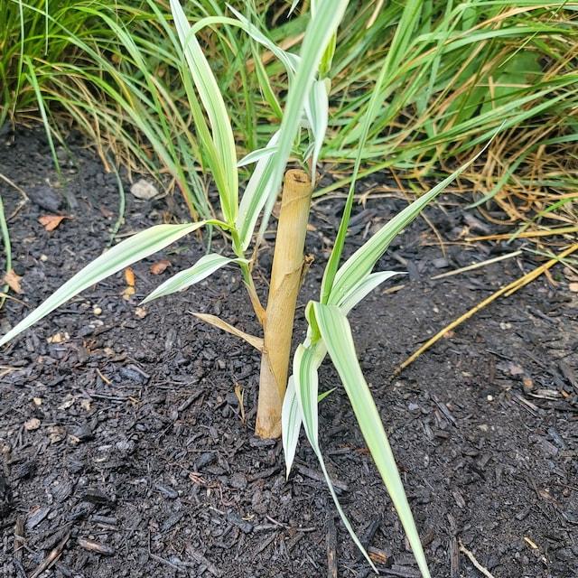 Peppermint Stick Giant Reed Grass - Variegated White - Live Plant - Arundo donax - The Nursery Center