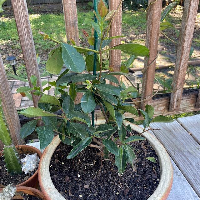Strawberry Guava Tree/Bush (Cattley Guava) - 12" Tall - Live Tropical Plant - 6" Pot - The Nursery Center