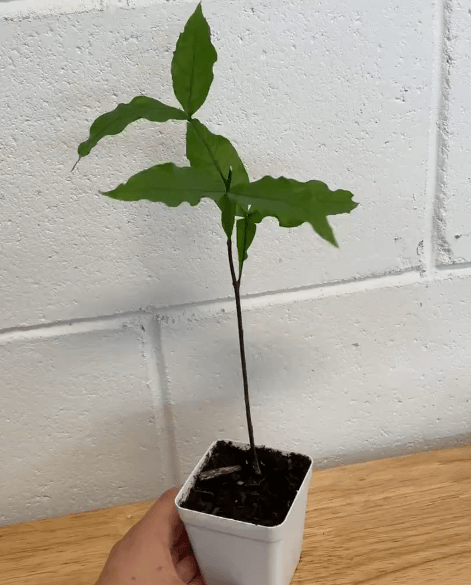 Spanish Lime Tree / Mamoncillo / Quenepa - 6-10" Tall Seedling - Live Plant - 2.5" Pot - Melicoccus Bijugatus - The Nursery Center