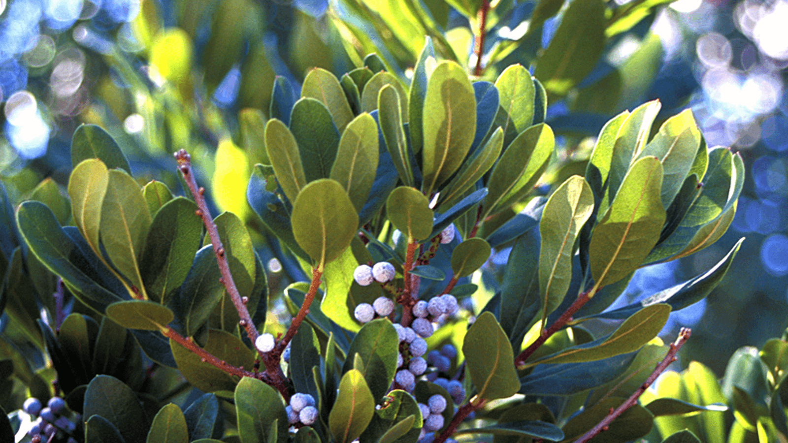 Bayberry Shrub/Bush/Hedge – 8-12" Tall Seedling – Live Plant - 4" Pot - The Nursery Center