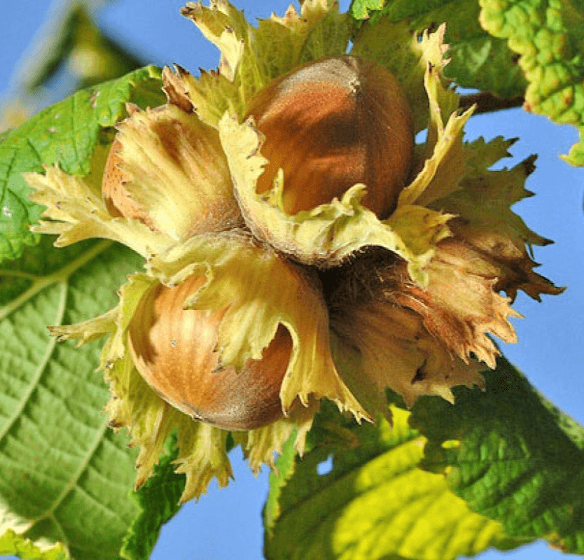 American Hazelnut Tree - 36" Tall Seedling - Live Plant - Bareroot - Outdoor - The Nursery Center