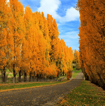 Hybrid Poplar Tree - 24-36