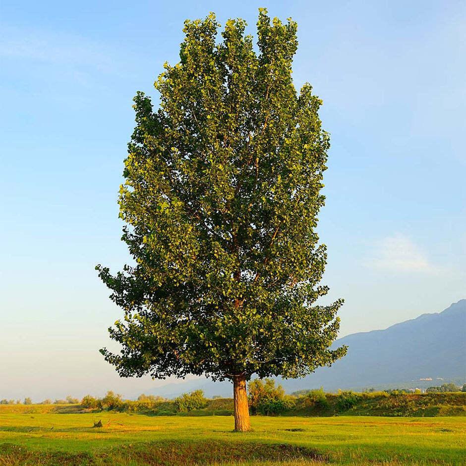 Hybrid Poplar Tree - 36" Tall Seedling - Live Plant - Bareroot - Populus deltoid - The Nursery Center