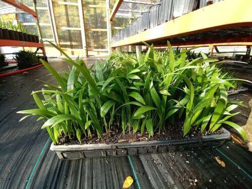 5 Windmill Palm Tree Seedlings + 10 Windmill Palm Seeds - Trachycarpus fortunei - The Nursery Center