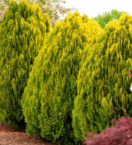 Berckmans Golden Arborvitae Shrub/Bush - 4-6