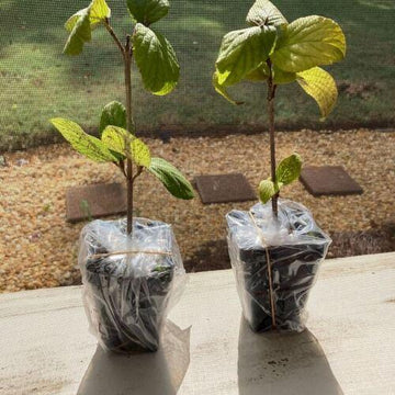 2 Koreanspice Viburnum Shrubs/Bushes (Arrowwood) - 6-8