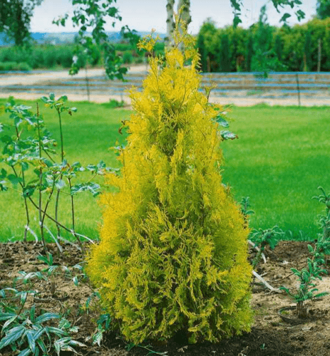 5 Yellow Ribbon Arborvitae Trees - 4-6