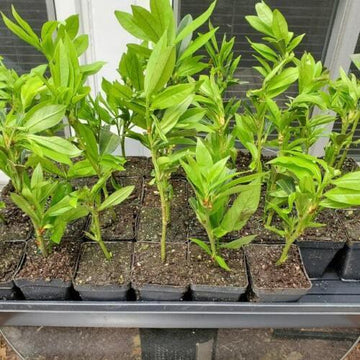 6 Schip Laurel Shrubs/Bushes/Hedges - 4-6